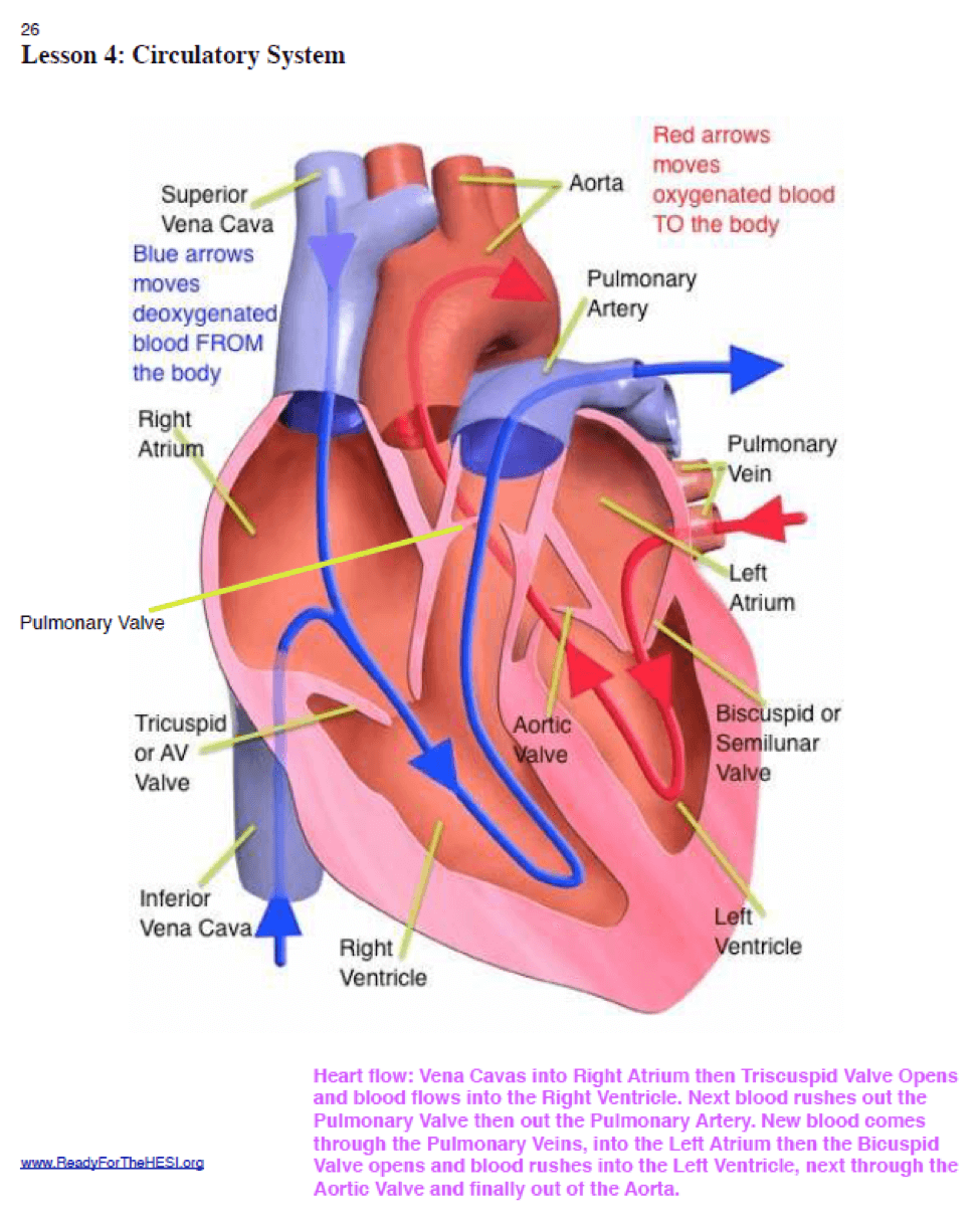 heart and circulation study guide answers